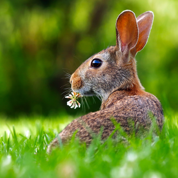 rabbit-1903016_1920.png